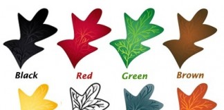 Teste: Escolha uma folha e veja o que sua cor diz sobre sua personalidade