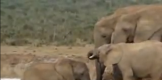 Veja como essa manada de elefantes salva um de seus filhotes de afogamento (Aprendam humanos!) Veja como essa manada de elefantes salva um de seus filhotes de afogamento (Aprendam humanos!)