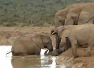 Veja como essa manada de elefantes salva um de seus filhotes de afogamento (Aprendam humanos!)