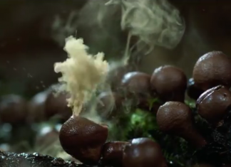 Junte os milagres da natureza, o momento exato captado e a música perfeita (agora abra!!!)