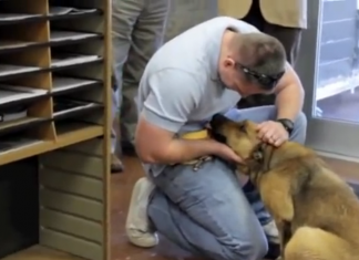 Cão perdido é reunido à família após 7 meses (a reação de ternura do animal no reencontro é indescritível)