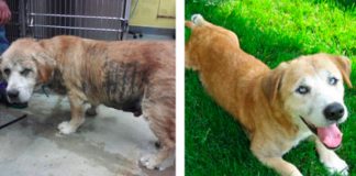 Veja o extraordinário “antes e depois” de cães resgatados e adotados por novas famílias