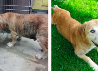 Veja o extraordinário “antes e depois” de cães resgatados e adotados por novas famílias