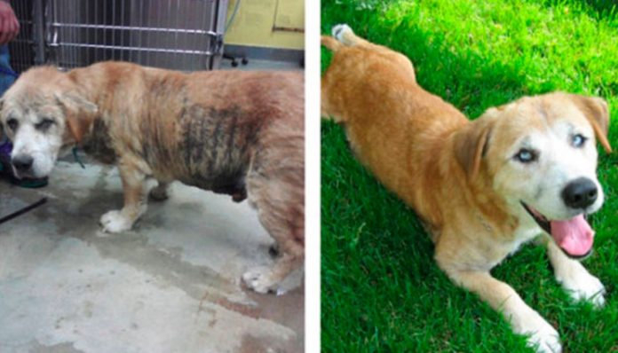 Veja o extraordinário “antes e depois” de cães resgatados e adotados por novas famílias