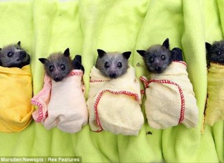 Imagens que te farão querer ter um morcego de estimação. Duvida? Abra!