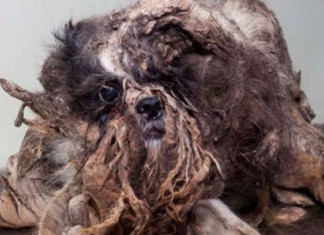 Cachorrinho que parecia lixo é encontrado e passa por transformação. A última foto fará você ganhar o dia!