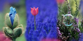 DO DIREITO À POESIA DO DIREITO À POESIA