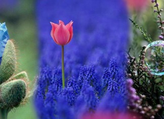 DO DIREITO À POESIA