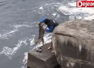 Vejam a reação de gratidão desse cão após ser resgatado