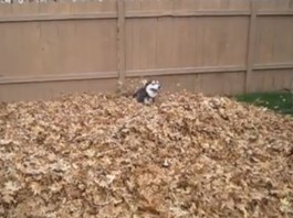 O cão mais feliz do mundo! Confiram!