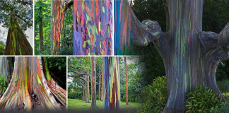 A árvore das mil cores