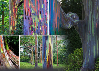 A árvore das mil cores