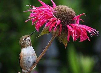 Uma vida por um beija-flor