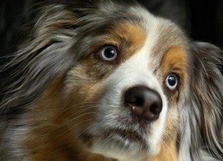 Rubem Alves “O que minha cadela pensa de mim.”