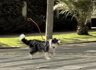 A campanha de adoção de cães mais criativa que já vi