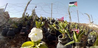 Para pedir paz na Palestina, vila cria jardim com granadas inativas