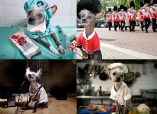 Conheça Chini: a cachorrinha fotogênica com mais de 30 empregos