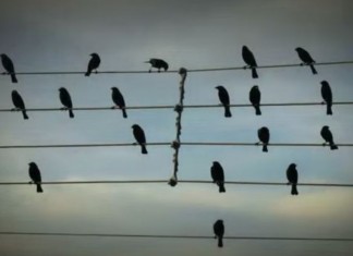 10 motivos para você estudar música e clipe “Birds on the wires”