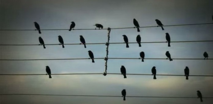 10 motivos para você estudar música e clipe “Birds on the wires”