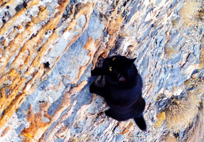 A história de uma gata alpinista e seu dono