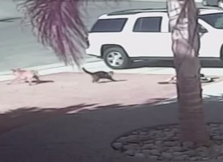 Mãe posta vídeo em que gato salva seu filho de feroz ataque canino