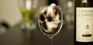 Gatos são líquidos: veja as provas disso!