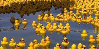 O mistério dos patos de borracha O mistério dos patos de borracha