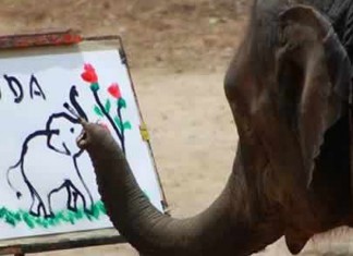 Conheça os elefantes pintores da Tailândia