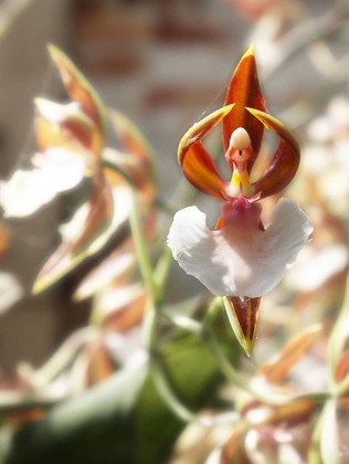 As orquídeas com as formas mais exóticas do mundo - CONTI 