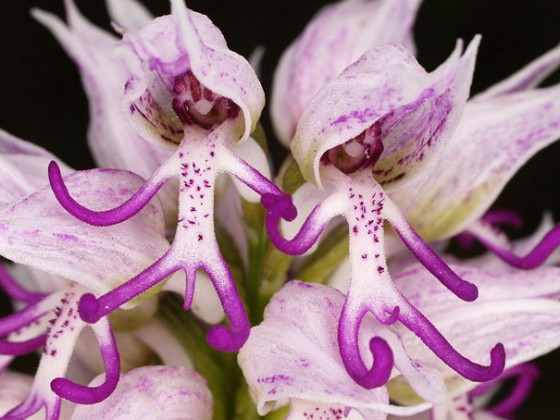 As orquídeas com as formas mais exóticas do mundo - Portal 