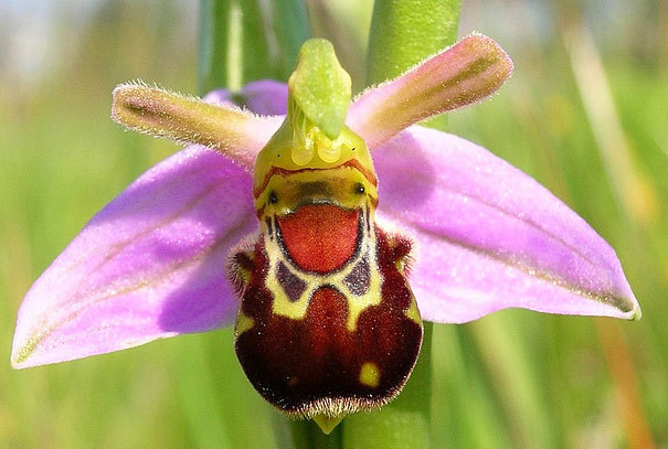 As orquídeas com as formas mais exóticas do mundo - CONTI 