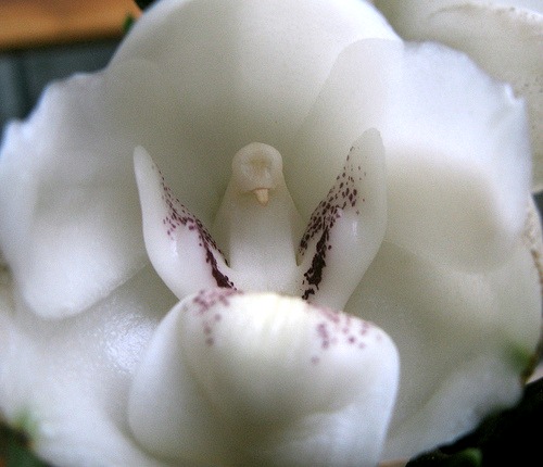 DoveOrchid