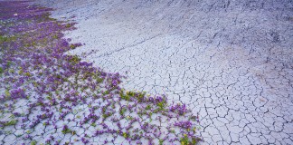 Conheça as verdadeiras “flores do deserto”