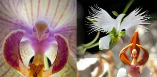 As orquídeas com as formas mais exóticas do mundo
