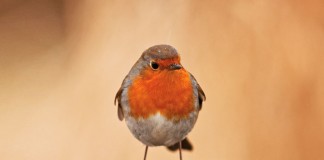 Quais os provérbios mais populares no Mundo?