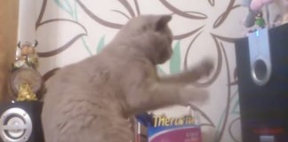 Gatinho tenta a todo custo capturar ondas de som
