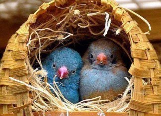 Reconciliação, uma crônica de Fabrício Carpinejar