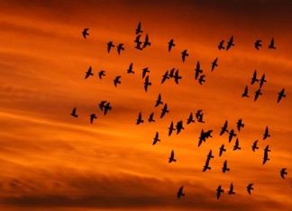 Pássaros leem jornal- Rubem Alves