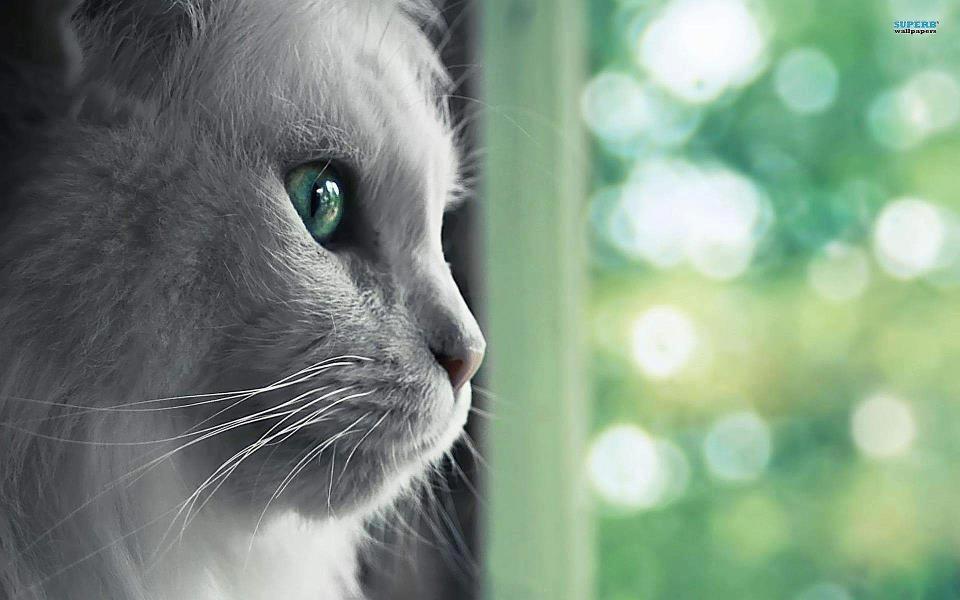 contioutra.com - Mensagem dos gatos: escolha um dos gatinhos e leia o seu conselho
