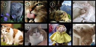 Mensagem dos gatos: escolha um dos gatinhos e leia o seu conselho