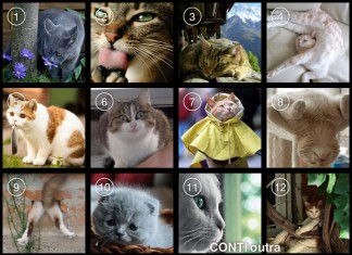 Mensagem dos gatos: escolha um dos gatinhos e leia o seu conselho