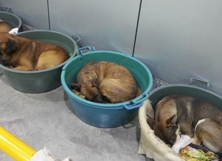 Posto de gasolina abriga cães de rua durante o inverno