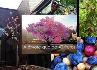 Conheça a árvore REAL que dá 40 frutos!