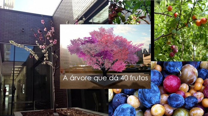 Conheça a árvore REAL que dá 40 frutos!