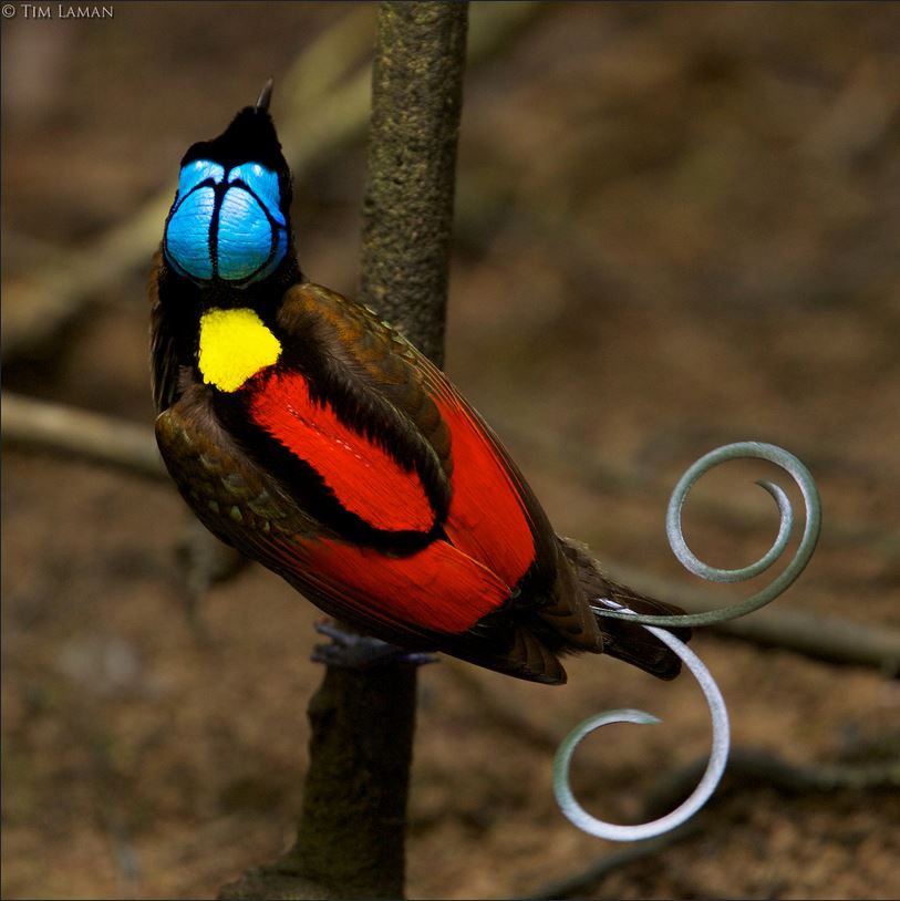 Ave-do-paraíso de Wilson (Cicinnurus respublica), endêmico da Indonésia, pertence a família Paradisaeidae, conhecida como família das aves do paraíso. Photo: Tim Laman