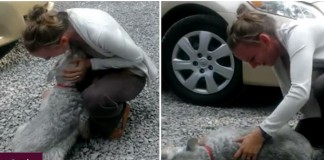 Cachorrinha desmaia ao encontrar a dona após 2 anos de separação