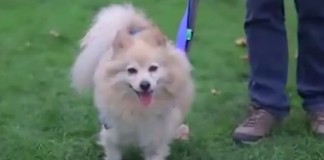 Programa “Passeando com Humanos” Programa “Passeando com Humanos”