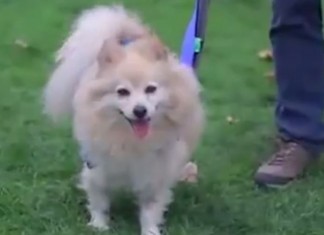 Programa “Passeando com Humanos”