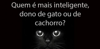 Quem é mais inteligente, os donos dos gatos ou dos cães? Quem é mais inteligente, os donos dos gatos ou dos cães?