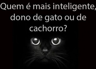 Quem é mais inteligente, os donos dos gatos ou dos cães?